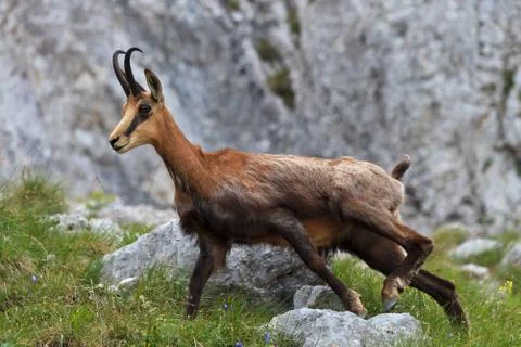 Chamois (rupicapra carpatica) Stock Photos