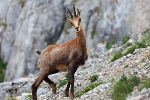 Chamois (rupicapra carpatica) Stock Photos