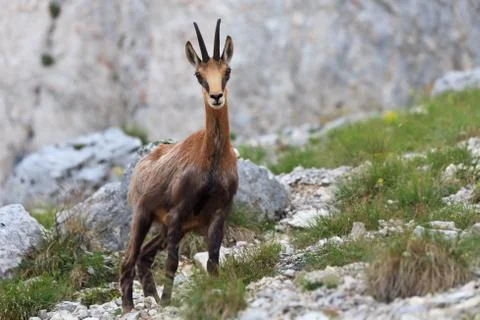Chamois (rupicapra carpatica) Stock Photos