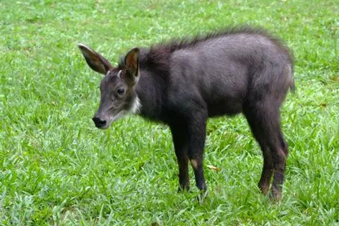 Chamois (Rupicapra Carpatica) Stock Photos