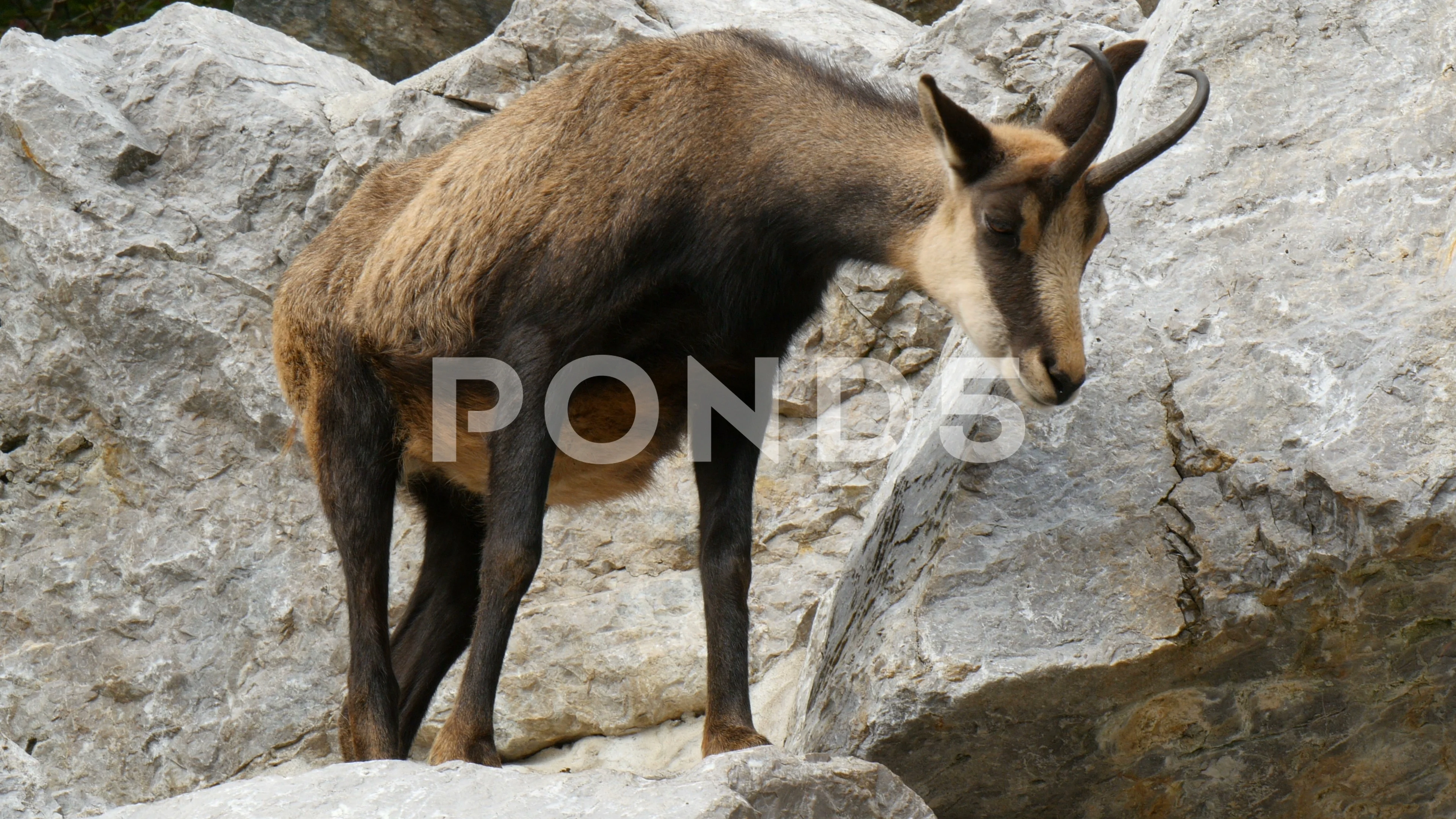 Chamois Antelope