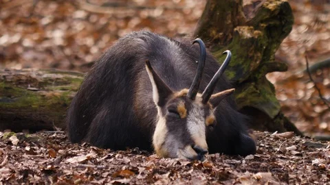Chamois sitting on the ground Stock Footage 124497908