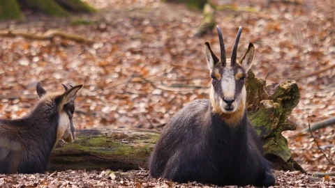 Chamois sitting on the ground Stock Footage 124499290