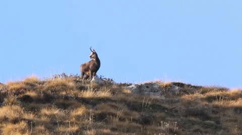 Chamois skyline. Stock Footage 11476795
