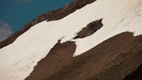 Chamois in the spring Video stock 89517295