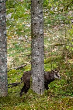 Chamois standing behind a tree in spring. One rupicapra rupicapra. Stock Photos