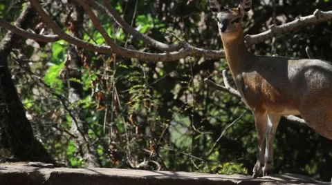 Chamois standing on a rock Stock Footage 51760686