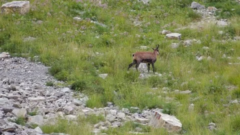 Chamois walking Video stock 171329779