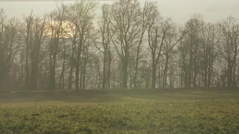 Chamois Walking Through Meadow in Soft Morning Light Stock Footage 323471914