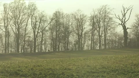 Chamois Walking Through Meadow in Soft Morning Light Stock Footage 323472073