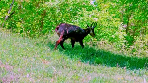Chamois Walking Through Summer Forest 스톡 동영상 333467458