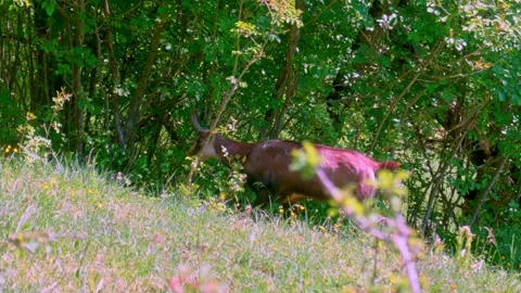 Chamois Walking Through Summer Forest Stock Footage 333467459