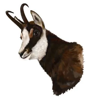 Chamois on white background Stock-Illustration