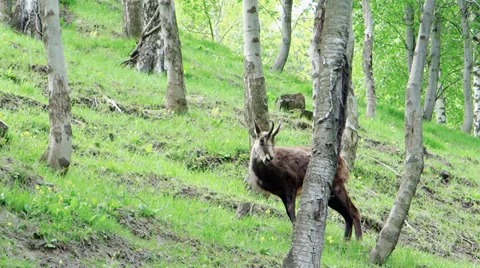 Chamois into the wild 스톡 동영상 37771766
