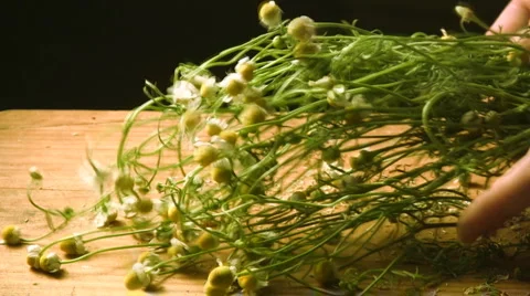 Chamomila Stock-Footage 1600704