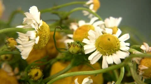 Chamomila Stock-Footage 9026904