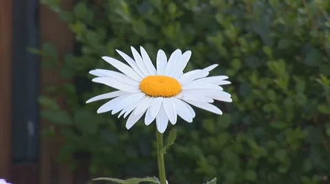 Chamomile 1 Video stock 11321405