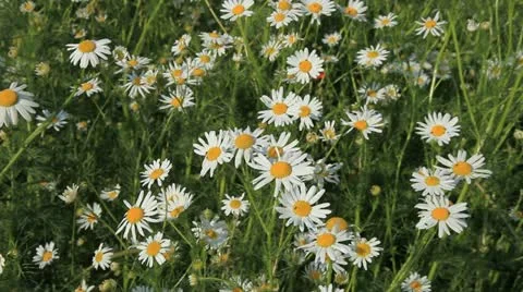Chamomile 1 库存影片 20604370