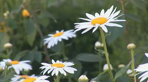 Chamomile 2 Stock Footage 11332807