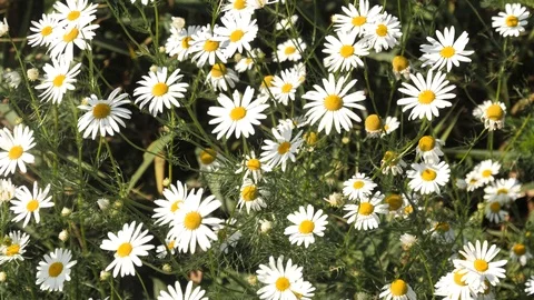 Chamomile 4k Stock Footage 95418379