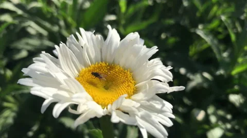 Chamomile 4k Stock Footage 156599445