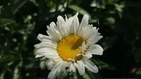 Chamomile 4k Stock Footage 156600179