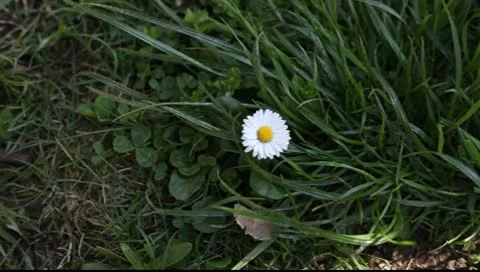 Chamomile against a background of green grass Video stock 10600214