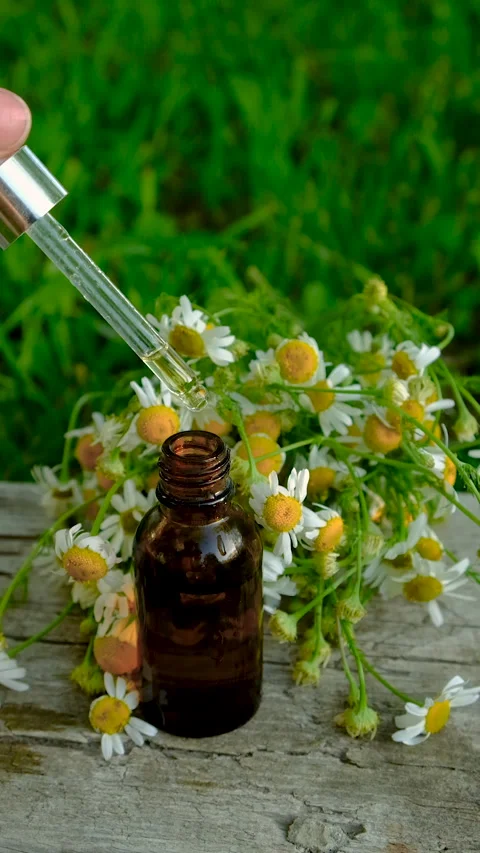 Chamomile for alternative medicine and cosmetics. Selective focus. Stock Footage 318167166