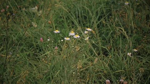 Chamomile among grass Видео 91187847