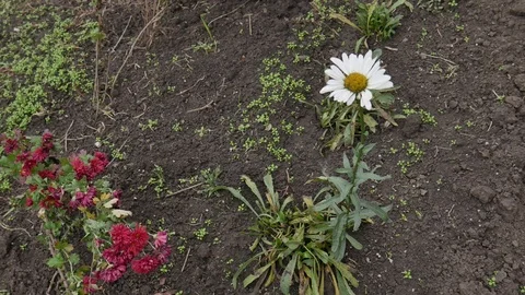 Chamomile and Chrysanthemum macro. One big chamomile sways in the wind Stock Footage 119596391