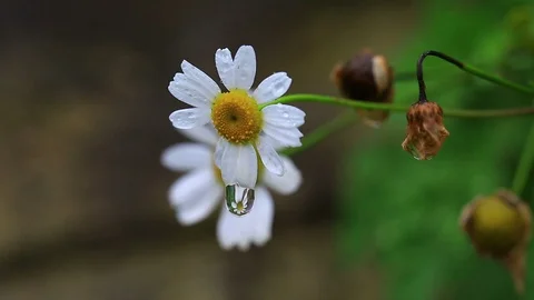 Chamomile and Drop Stock Footage 92727712