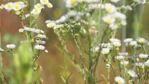 Chamomile and ears of wheat 스톡 동영상 77008725