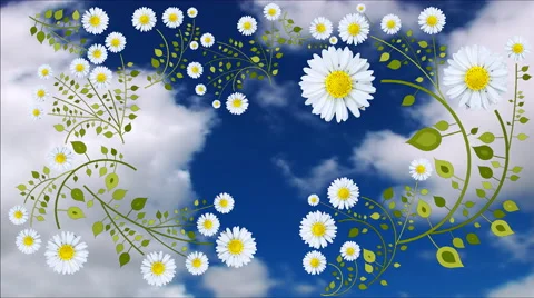 Chamomile  Animation on a background of clouds Video stock 41227193