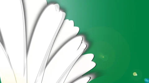 Chamomile. Animation. Video stock 37353763