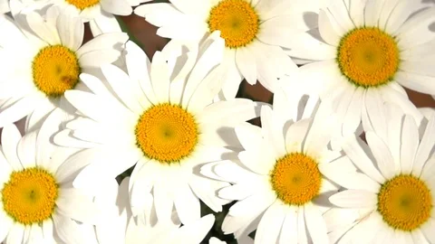 Chamomile. Background of chamomiles. Background of white flowers. Video stock 77120049