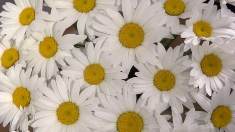 Chamomile. Background of chamomiles. Background of white flowers. Video stock 81828035