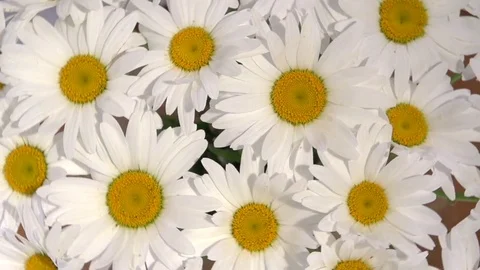 Chamomile. Background of chamomiles. Video stock 81827908
