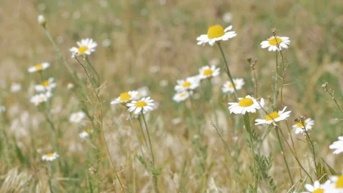 Chamomile background Stock Footage 93475211