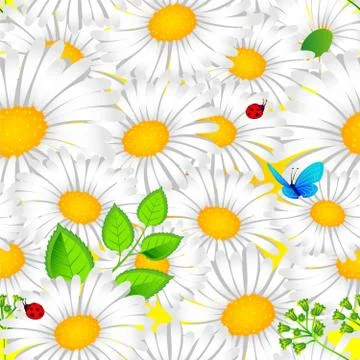 Chamomile background 스톡 일러스트