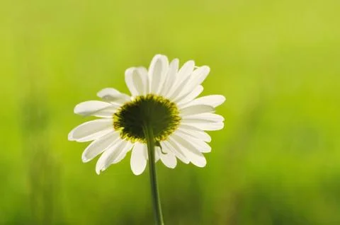 Chamomile background Stock Photos