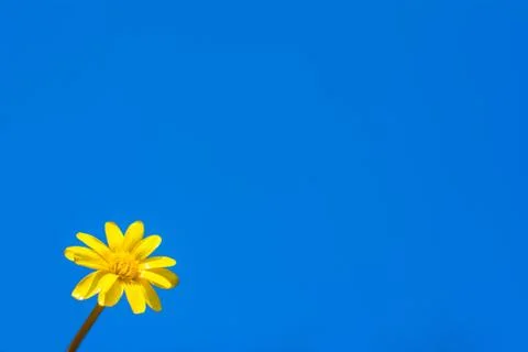 Chamomile on the background of the sky. Copyspace Stock Photos