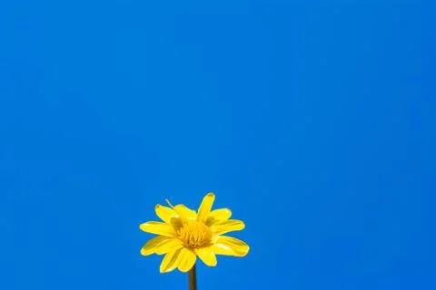 Chamomile on the background of the sky. Copyspace 스톡 사진