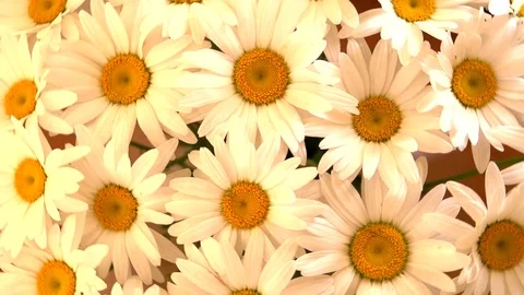 Chamomile. Background of white flowers. Rotation 360. Stockbeeldmateriaal 77119918
