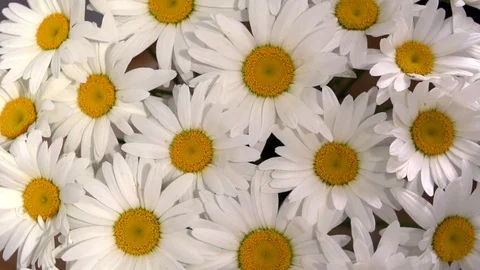 Chamomile. Background of white flowers. Rotation Stock-Footage 77925626