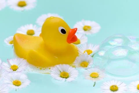 Chamomile bath with soap bubbles and a duck toy with fresh flowers Stock Photos