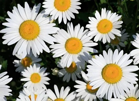 Chamomile. Beautiful flowers in the garden. Foto stock