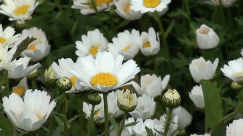 Chamomile bed zoom out Stock Footage 25180062