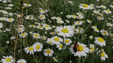Chamomile bee Stock Footage 130658627