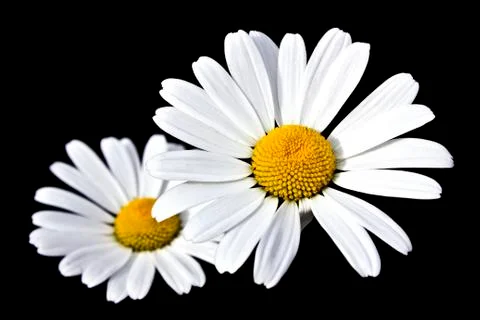 Chamomile on black Foto stock