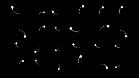 Chamomile Bloom Pattern With Luma Matte Stock Footage 126483590